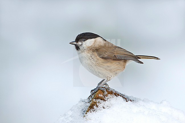 glanskop zittend in de sneeuw; marsh tit zitting on snow; stock-image by Agami/Walter Soestbergen,