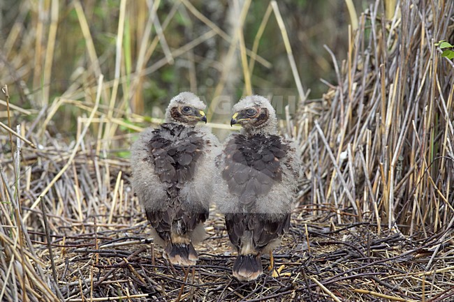 Blauwe Kiekendief; Hen Harrier; Circus cyaneus stock-image by Agami/Jari Peltomäki,