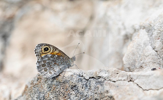 Large Wall Brown, Rotsvlinder; Lasiommata maera stock-image by Agami/Wil Leurs,