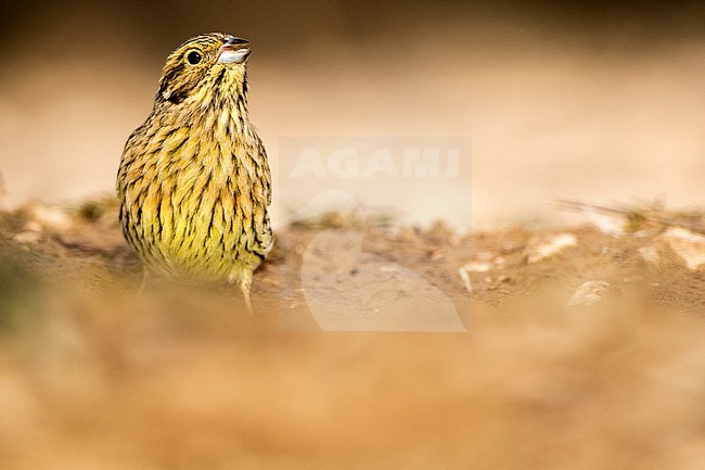 Adult female Cirl Bunting (Emberiza cirlus) perched on the ground during autumn in Teruel in Spain. Seen from the front. stock-image by Agami/Oscar Díez,