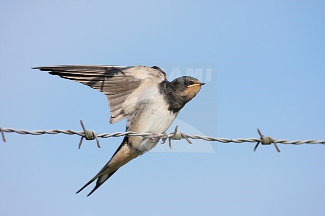 Boerenzwaluw onvolwassen vleugels strekkend op prikkeldraad; Barn Swallow immature stretching wings on barbed wire stock-image by Agami/Reint Jakob Schut,