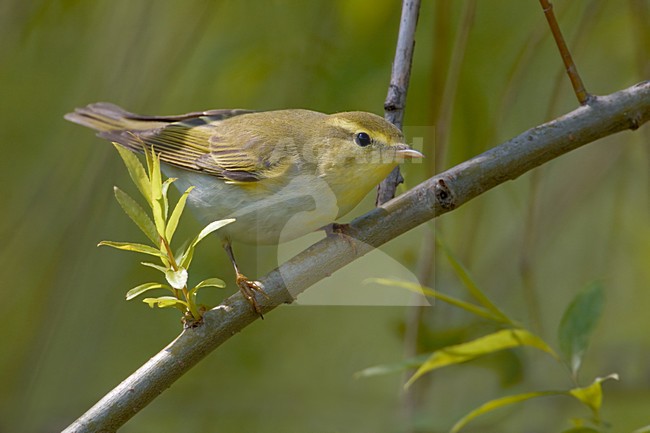 Fluiter op een takje; Wood Warbler on a twig stock-image by Agami/Daniele Occhiato,