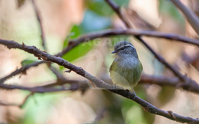 Ashy-throated Warbler, Phylloscopus maculipennis, perched in Doi Inthanon, Thailand stock-image by Agami/Helge Sorensen,