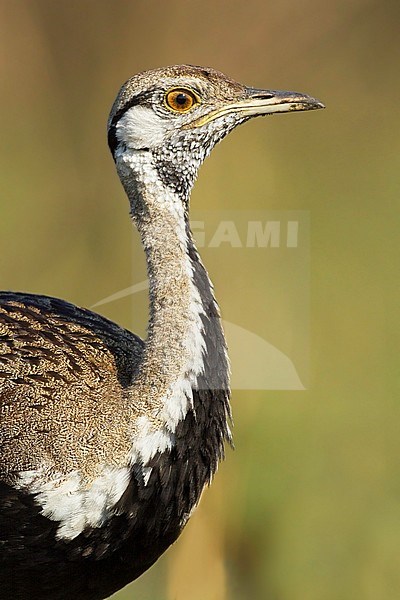 Black-bellied Bustard (Lissotis melanogaster) is an African ground-dwelling bird in the bustard family. stock-image by Agami/Dubi Shapiro,