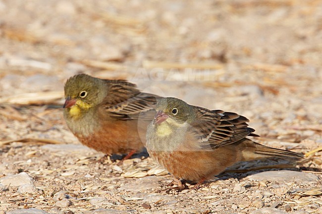 Foeragerend mannetje Ortolaan; Foraging male Ortolan Bunting stock-image by Agami/Markus Varesvuo,