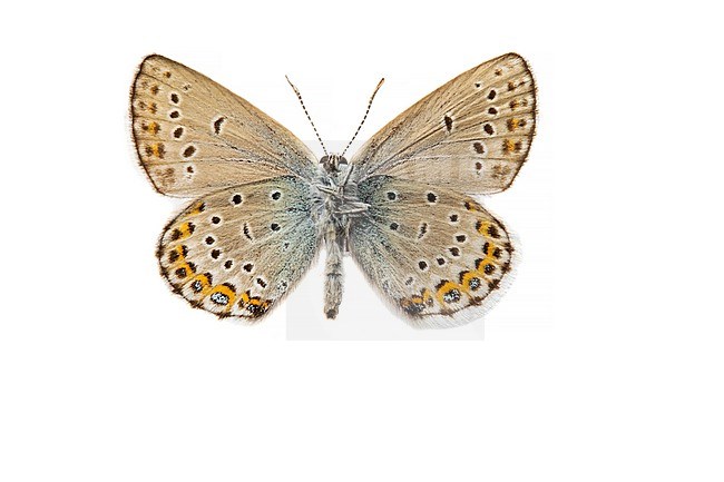 Vals heideblauwtje; Idas Blue; Plebejus idas stock-image by Agami/Wil Leurs,