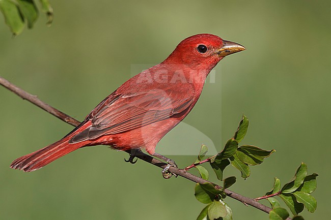 Adult male
Galveston Co., TX
April 2010 stock-image by Agami/Brian E Small,