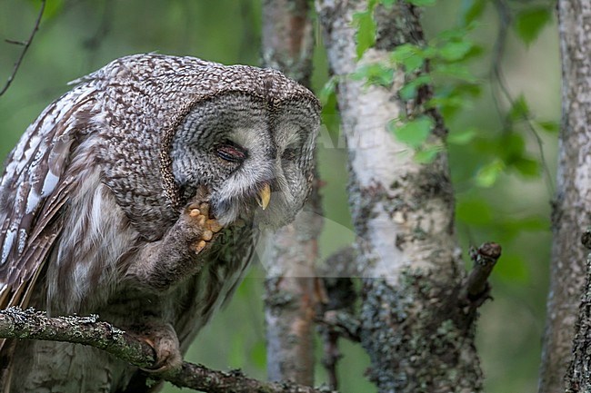 Laplanduil, Great Grey Owl, Strix nebulosa stock-image by Agami/Jari Peltomäki,