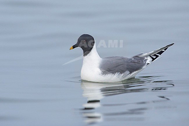 Adult Sabine's Gull (Xema sabini) in summer plumage swimming off Seward Peninsula, Alaska, USA. stock-image by Agami/Brian E Small,