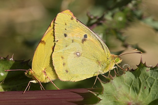 Zuidelijke Luzernevlinder, Berger's clouded yellow stock-image by Agami/Han Bouwmeester,