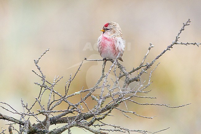 Grote Barmsijs, Common Redpoll, Carduela flammea perched on branch stock-image by Agami/Menno van Duijn,