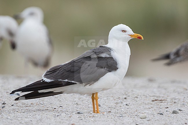 Lesser Black-backed Gull - Heringsmöwe - Larus fuscus ssp. intermedius, Germany, adult stock-image by Agami/Ralph Martin,