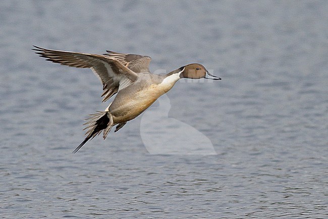 Northern Pintail (Anas acuta) flying in Victoria, BC, Canada. stock-image by Agami/Glenn Bartley,
