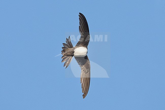 Alpine Swift (Tachymarptis melba), individual preening in flight, Campania, Italy stock-image by Agami/Saverio Gatto,