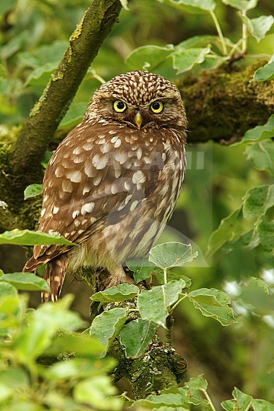 Steenuil in natuurlijke omgeving, Little Owl in natural enviremont, stock-image by Agami/Walter Soestbergen,