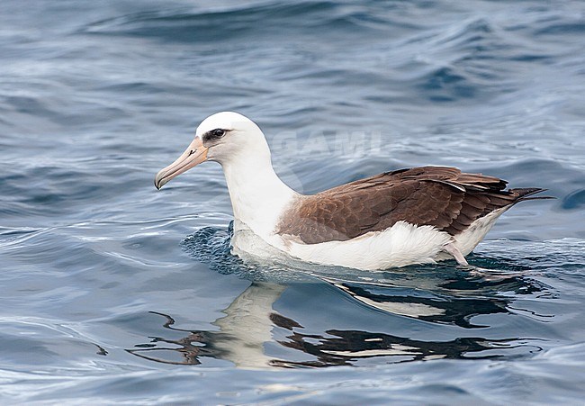 Swimming Laysan Albatross (Phoebastria immutabilis) offshore Half Moon Bay in California, United States. stock-image by Agami/Marc Guyt,
