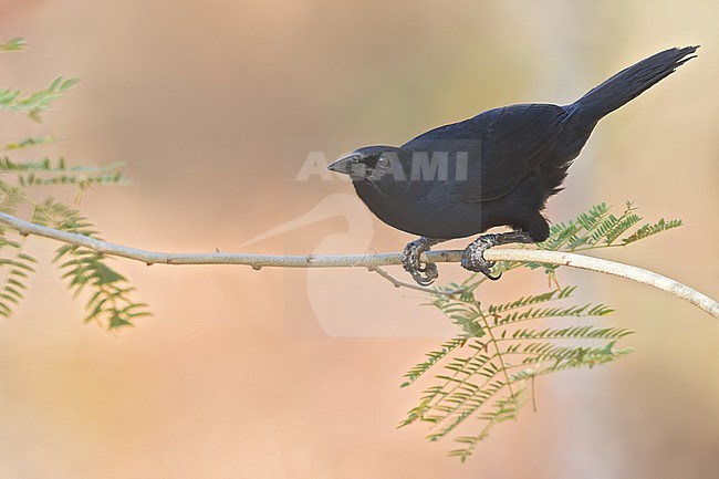 Melodious Blackbird (dive dive) in mexico stock-image by Agami/Dubi Shapiro,