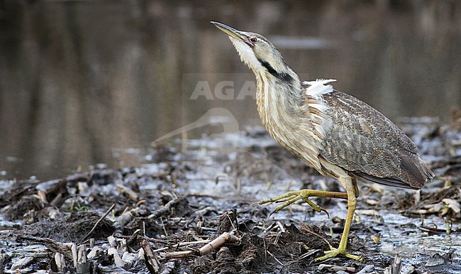 Adult American Bittern (Botaurus lentiginosus) walking in the open in Massachusetts, United States. stock-image by Agami/Ian Davies,