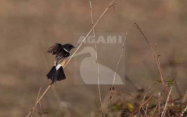 Male Siberian Stonechat (Saxicola maurus przewalskii) also known as Przevalski's Stonechat at Thaton, Thailand stock-image by Agami/Helge Sorensen,