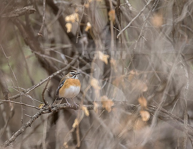 Bearded Scrub Robin (Cercotrichas quadrivirgata) in South Africa. stock-image by Agami/Pete Morris,