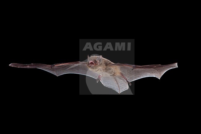 Ruige dwergvleermuis vliegend, Nathusius' pipistrelle flying, stock-image by Agami/Theo Douma,