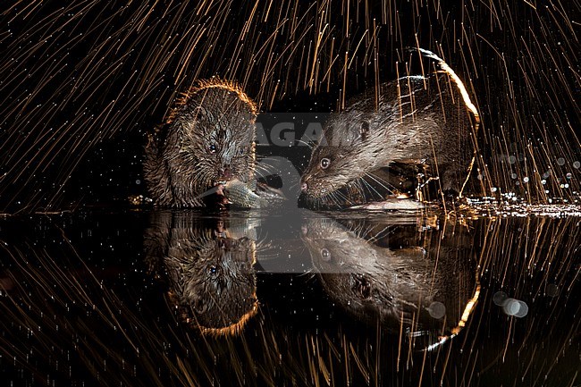 Europese Otters vissend in de nacht; Nightly fishing Otters (Lutra lutra) stock-image by Agami/Bence Mate,