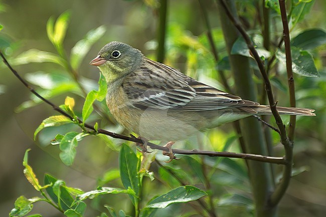 Ortolan Bunting (Emberiza hortulana), side view of adult male in a willow bush, Finland stock-image by Agami/Kari Eischer,