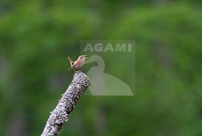 Northern Wren - Zaunkönig - Troglodytes troglodytes ssp. troglodytes, Germany, adult stock-image by Agami/Ralph Martin,