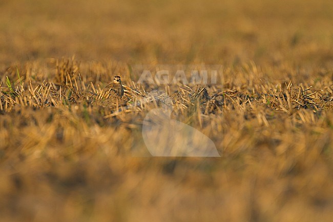 Eurasian Dotterel - Mornellregenpfeifer - Charadrius morinellus, Germany, adult stock-image by Agami/Ralph Martin,