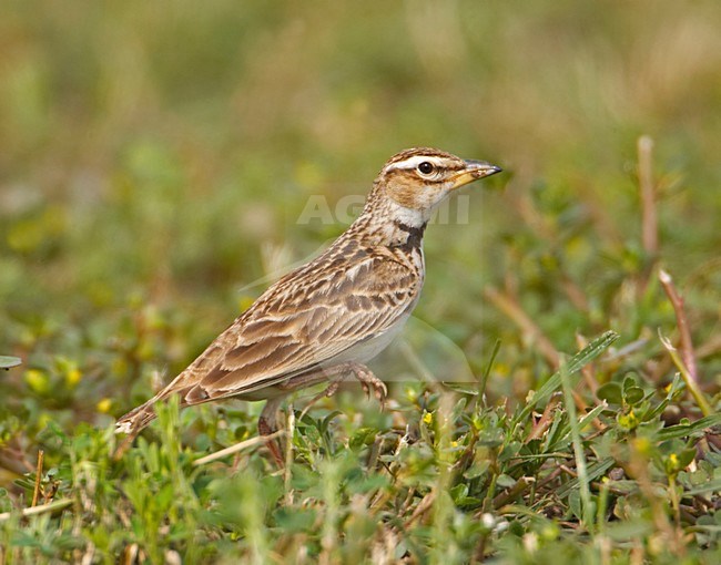 Bergkalanderleeuwerik op de grond; Bimaculated Lark on the ground stock-image by Agami/Markus Varesvuo,