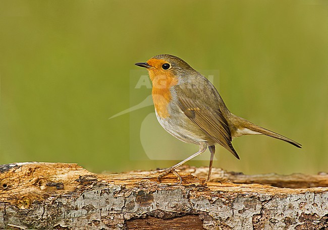 European Robin (Erithacus rubecula) in Aosta valley, Italy. stock-image by Agami/Alain Ghignone,