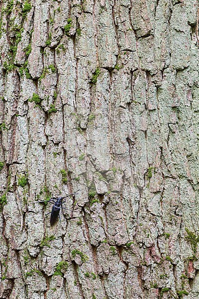 Cerambyx cerdo - Great Capricorn Beetle - Großer Eichenheldbock, Germany, imago, female stock-image by Agami/Ralph Martin,