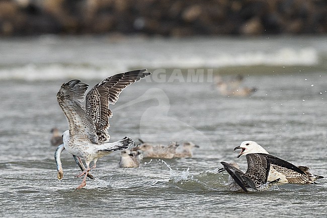 stock-image by Agami/Menno van Duijn,