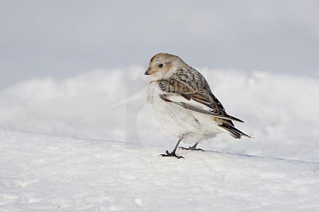Snow Bunting (Plectrophenax nivalis) in the snow stock-image by Agami/Arie Ouwerkerk,