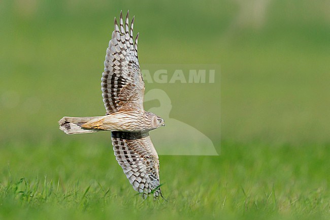 Hen Harrier (Circus cyaneus), juvenile male in flight showing underparts, Campania, Italy stock-image by Agami/Saverio Gatto,