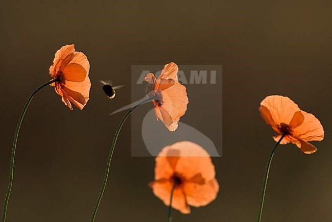 Bleke klaproos met hommel, Long-headed Poppy with bumblebee stock-image by Agami/Menno van Duijn,