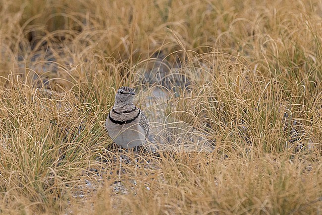 A double-banded courser, Rhinoptilus africanus, in the grass. Nxai Pan, Botswana stock-image by Agami/Sergio Pitamitz,