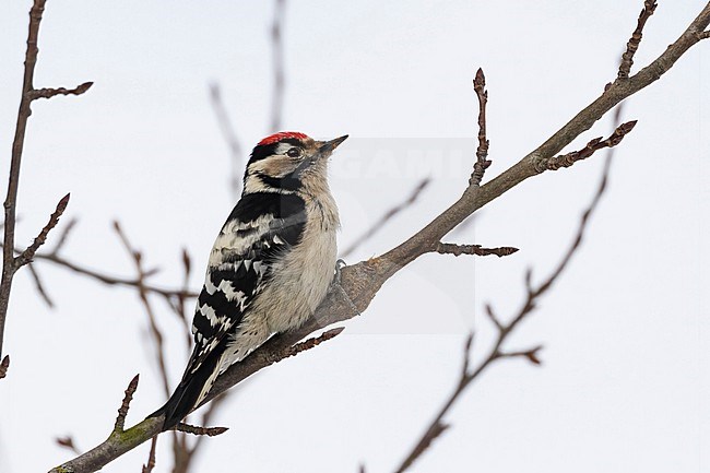 The Lesser Spotted Woodpecker (Dryobates minor)  is often quite shy and mostly seen briefly. This male gave close-up views. stock-image by Agami/Jacob Garvelink,