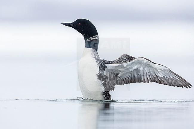 Great Northern Loon (Gavia immer), adult flpping its wings, Northeastern Region, Iceland stock-image by Agami/Saverio Gatto,
