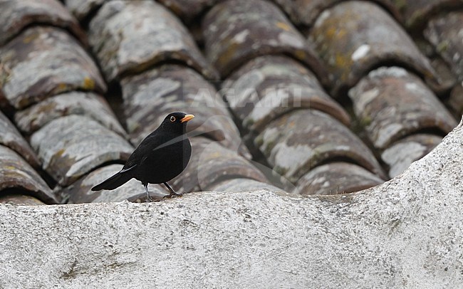 Common Blackbird (Turdus merula cabrerae) male perched on a a roof at Tenerife, Canary Islands, Spain stock-image by Agami/Helge Sorensen,