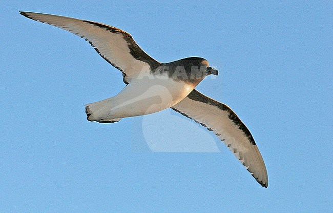 Antarctic Petrel (Thalassoica antarctica) flying over the southern Atlantic ocean. stock-image by Agami/Pete Morris,