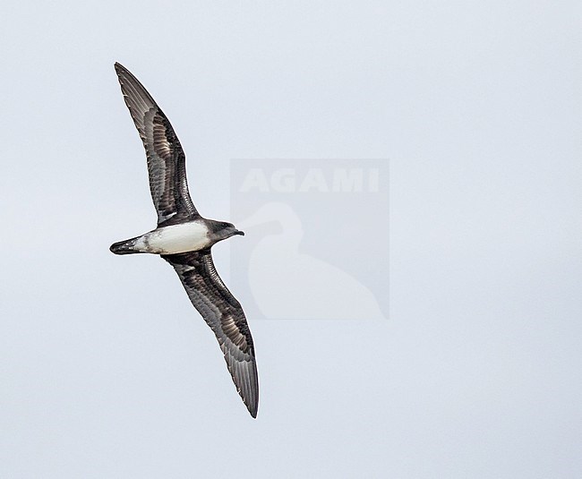 Phoenix petrel, Pterodroma alba. Photographed during a Pitcairn Henderson and The Tuamotus expedition cruise. stock-image by Agami/Pete Morris,