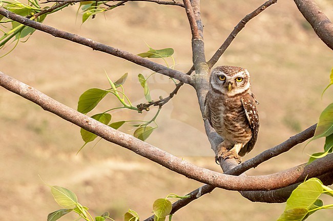 Spotted Owlet, Athene brama sitting in a tree stock-image by Agami/Hans Germeraad,
