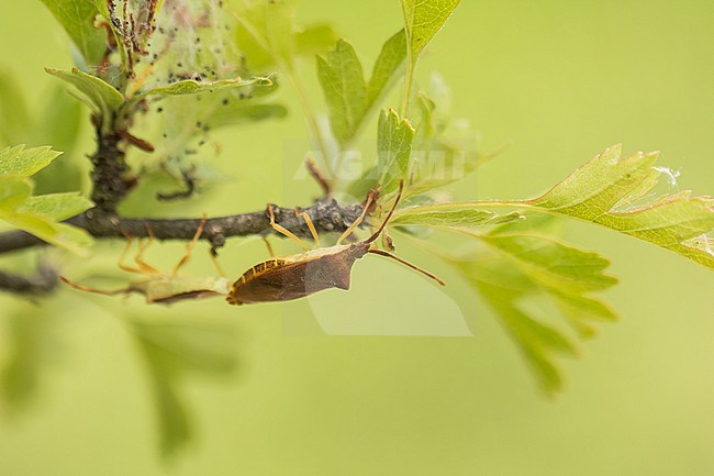 Gonocerus acuteangulatus - Box bug - Braune Randwanze, Germany (Baden-Württemberg), imago, pair copulating stock-image by Agami/Ralph Martin,