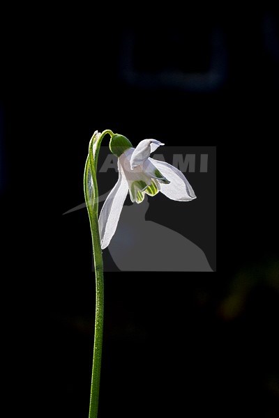 Green Snowdrop, Galanthus woronowii stock-image by Agami/Wil Leurs,