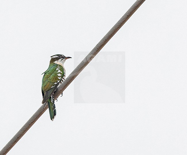 Diederik Cuckoo, Chrysococcyx caprius, in Angola. stock-image by Agami/Pete Morris,