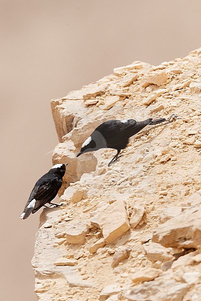 White-crowned Wheatears (Oenanthe leucopyga) in courtship on the ledge of a desert canyon in Israel. stock-image by Agami/Marc Guyt,
