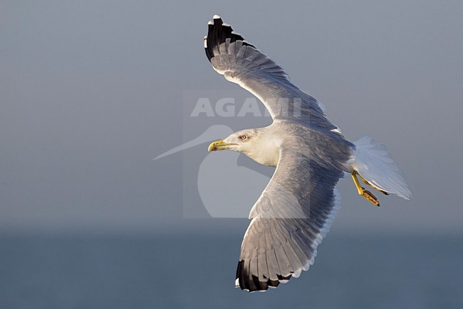 Geelpootmeeuw; Yellow-legged Gull; Larus michahellis stock-image by Agami/Daniele Occhiato,