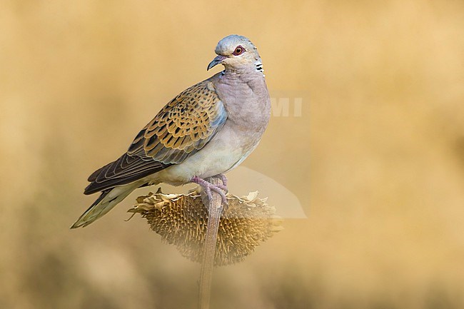 Adult Eurasian Turtle Dove, Streptopelia turtur, in Italy. stock-image by Agami/Daniele Occhiato,