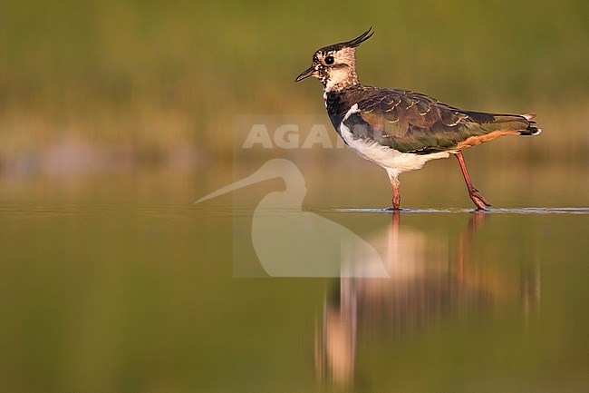 Northern Lapwing - Kiebitz - Vanellus vanellus, Germany, adult stock-image by Agami/Ralph Martin,